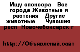 Ищу спонсора - Все города Животные и растения » Другие животные   . Чувашия респ.,Новочебоксарск г.